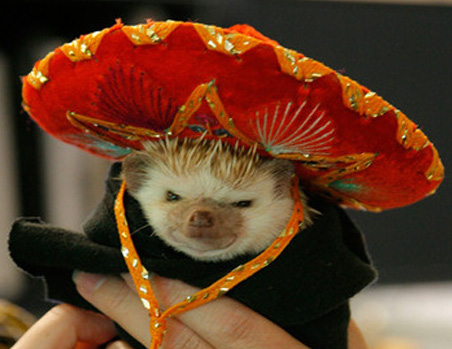 hedgehog_elvis_sombrero_mexican