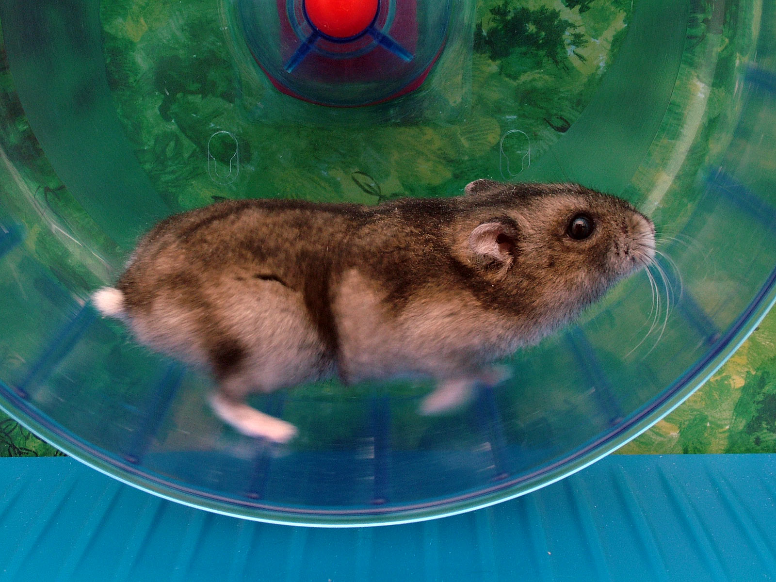 Hamster in a wheel, running just cuz it's fun. Maybe.